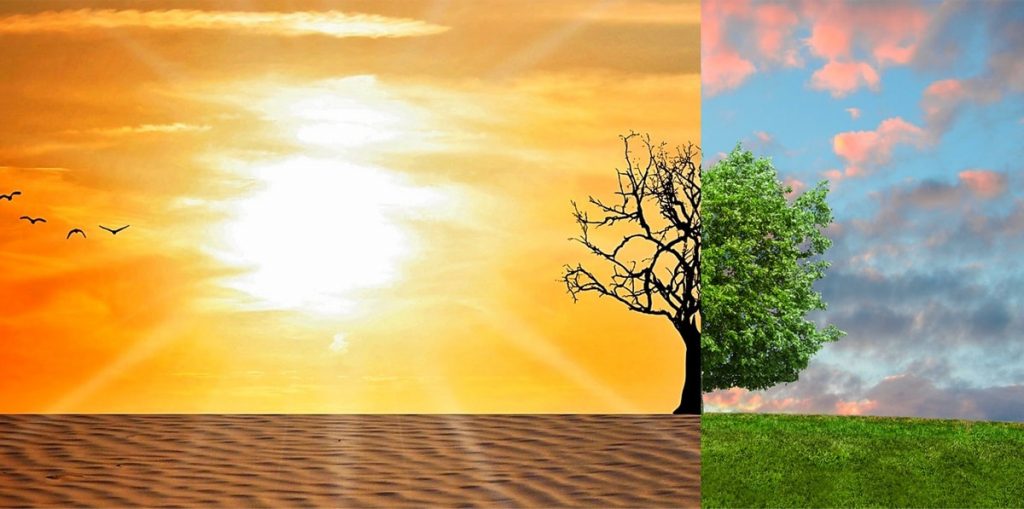 The right hand side of the picture is a lush green tree on a green field of grass, in contrast to the left side of the picture which shows a desert with a bare tree