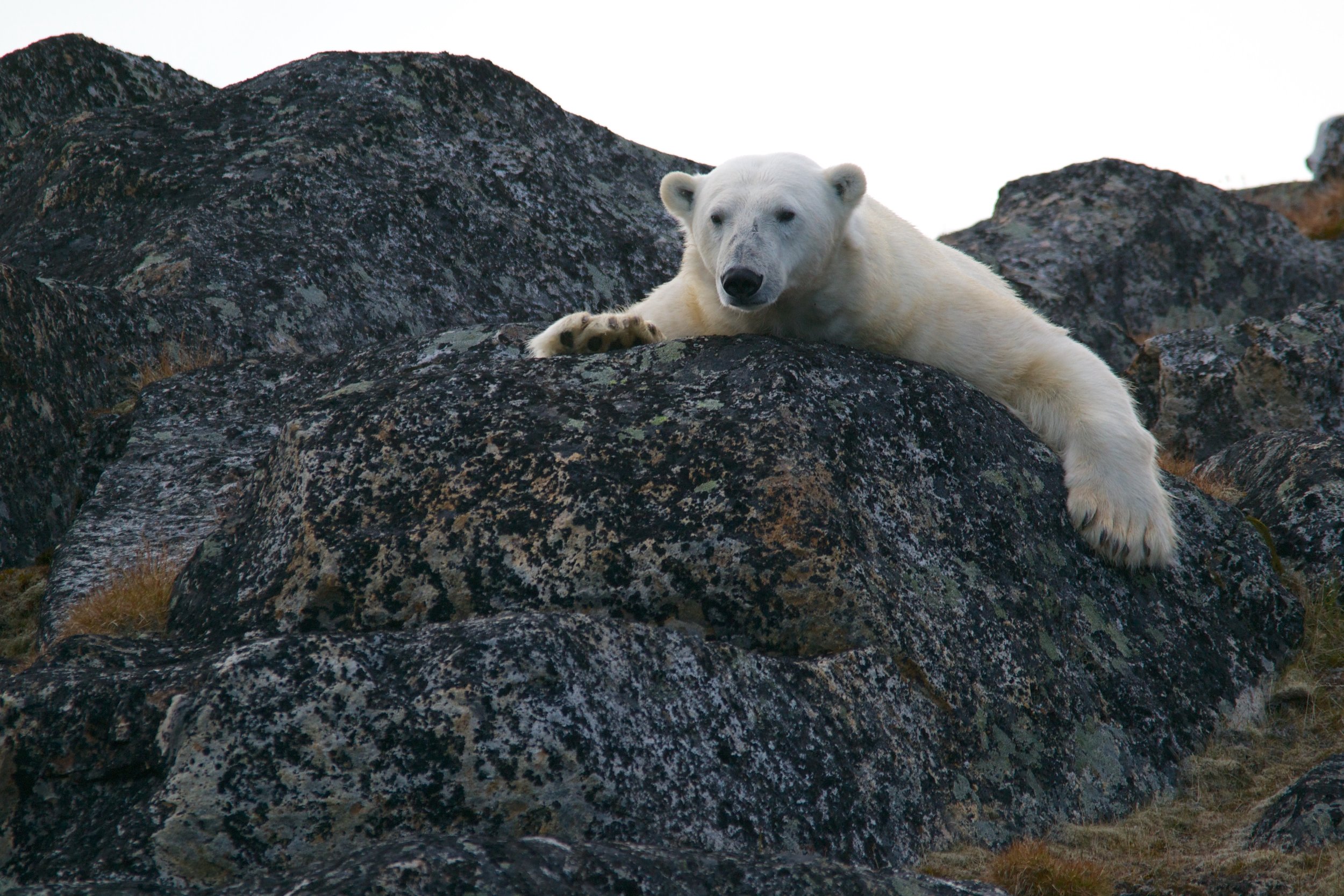 A polar bear lying on a rock with no snow in sight